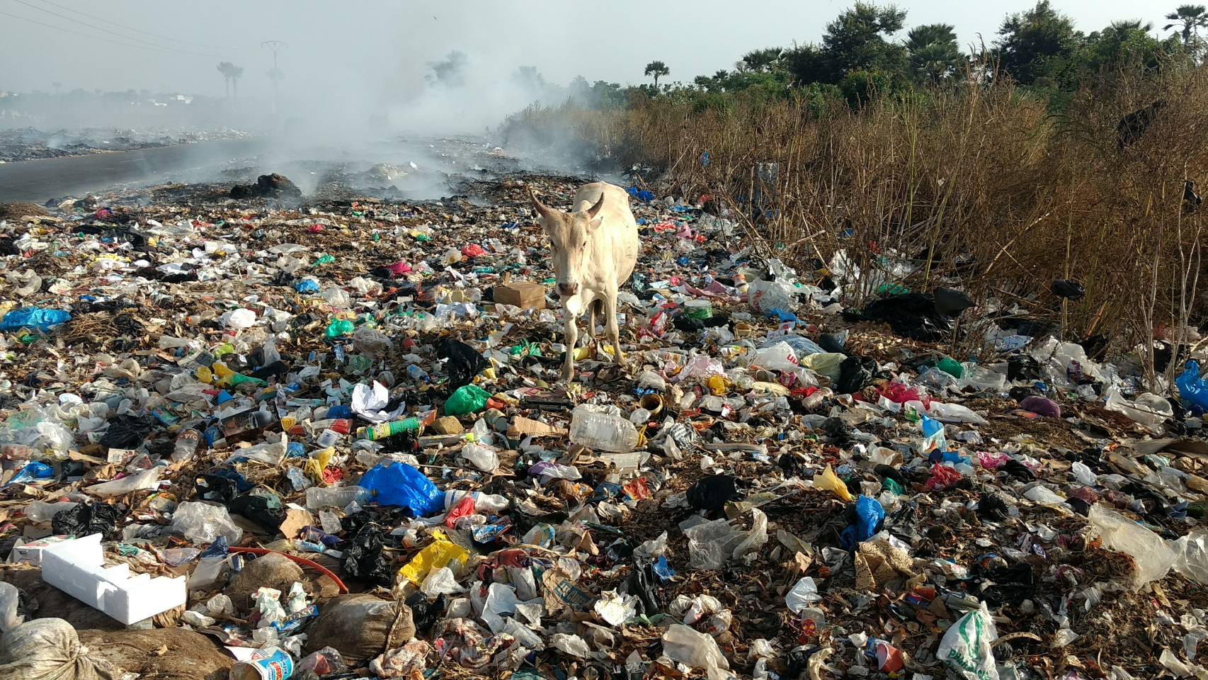 ゴミを食べる牛　セネガル